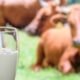 İnek Sütü Alerjisinde Alternatif Besinler